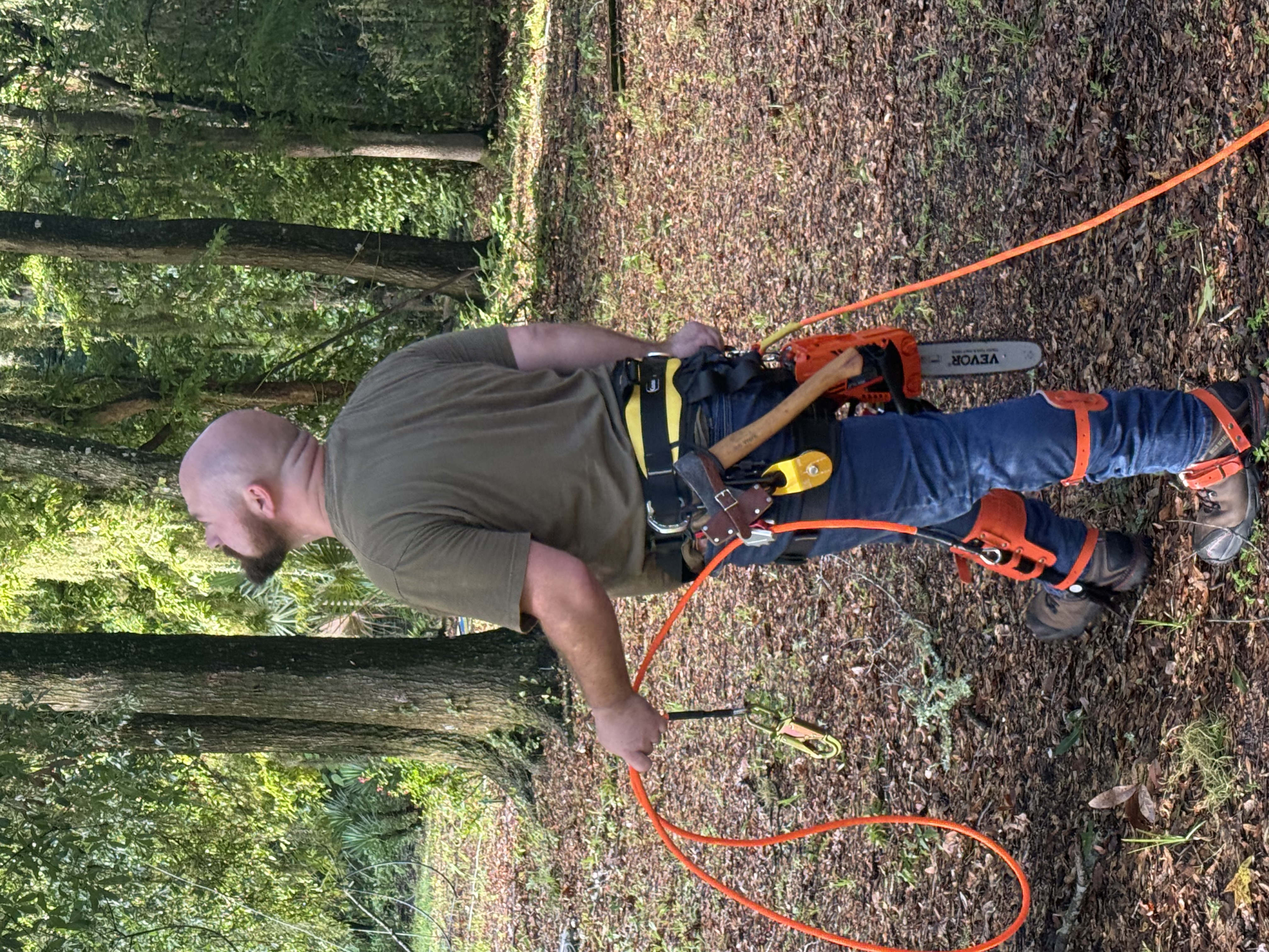 Arborist scouting the canopy before the climb