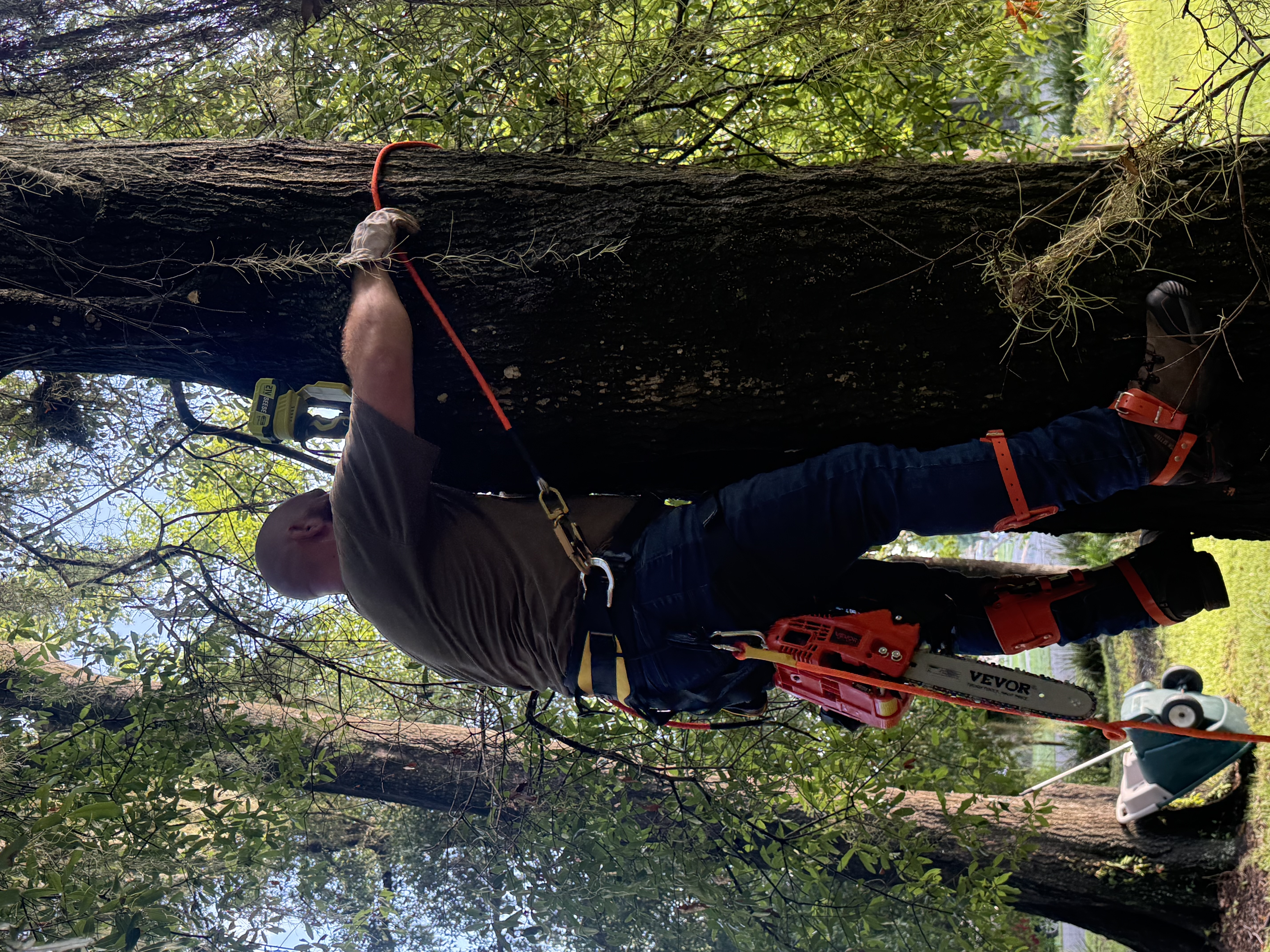 Arborist ascending a large Florida oak