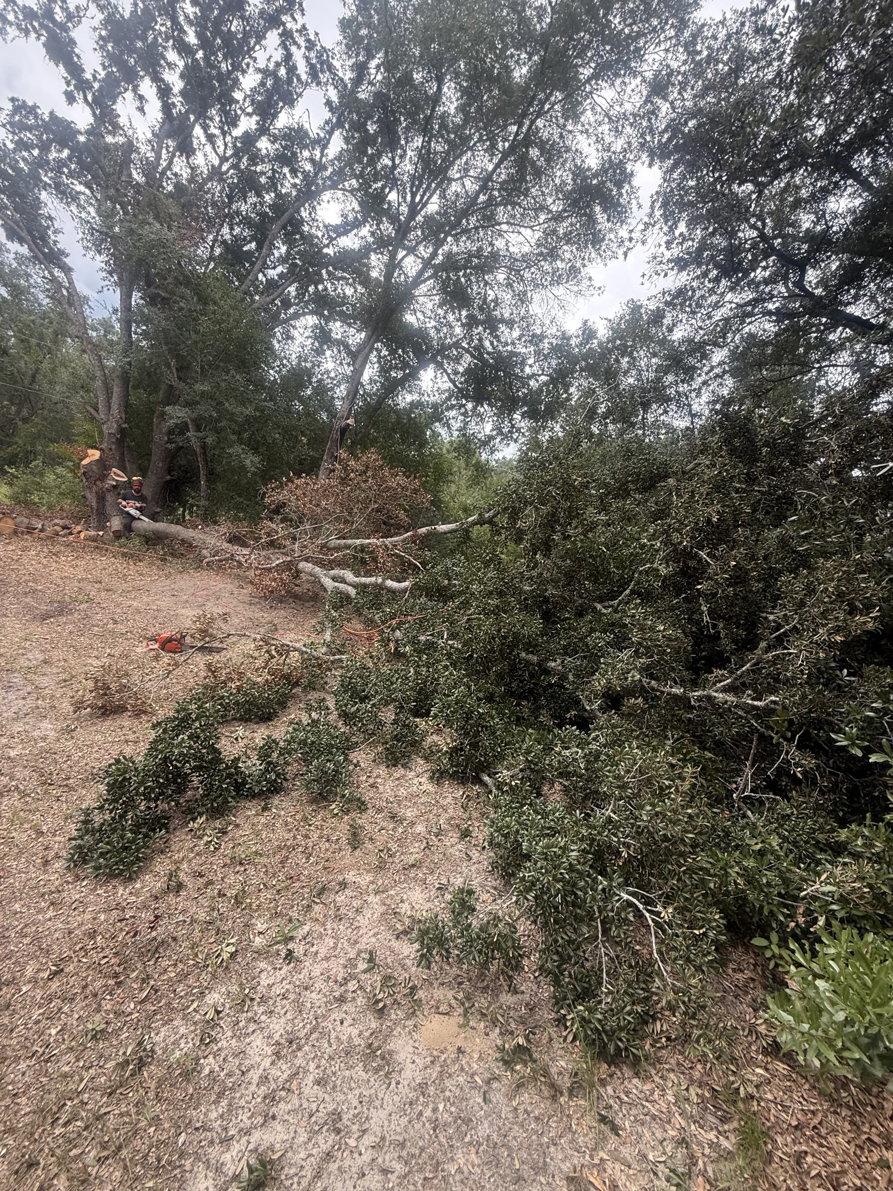 Controlled limb removal during a residential tree project