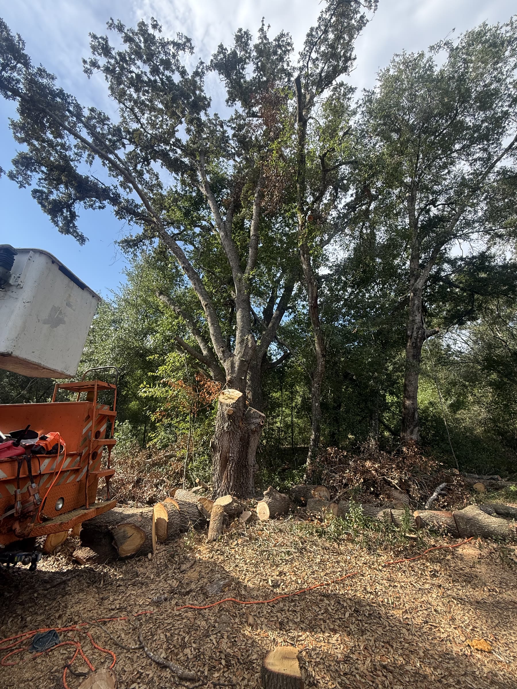 Lunn Woodland crew performing a controlled tree removal