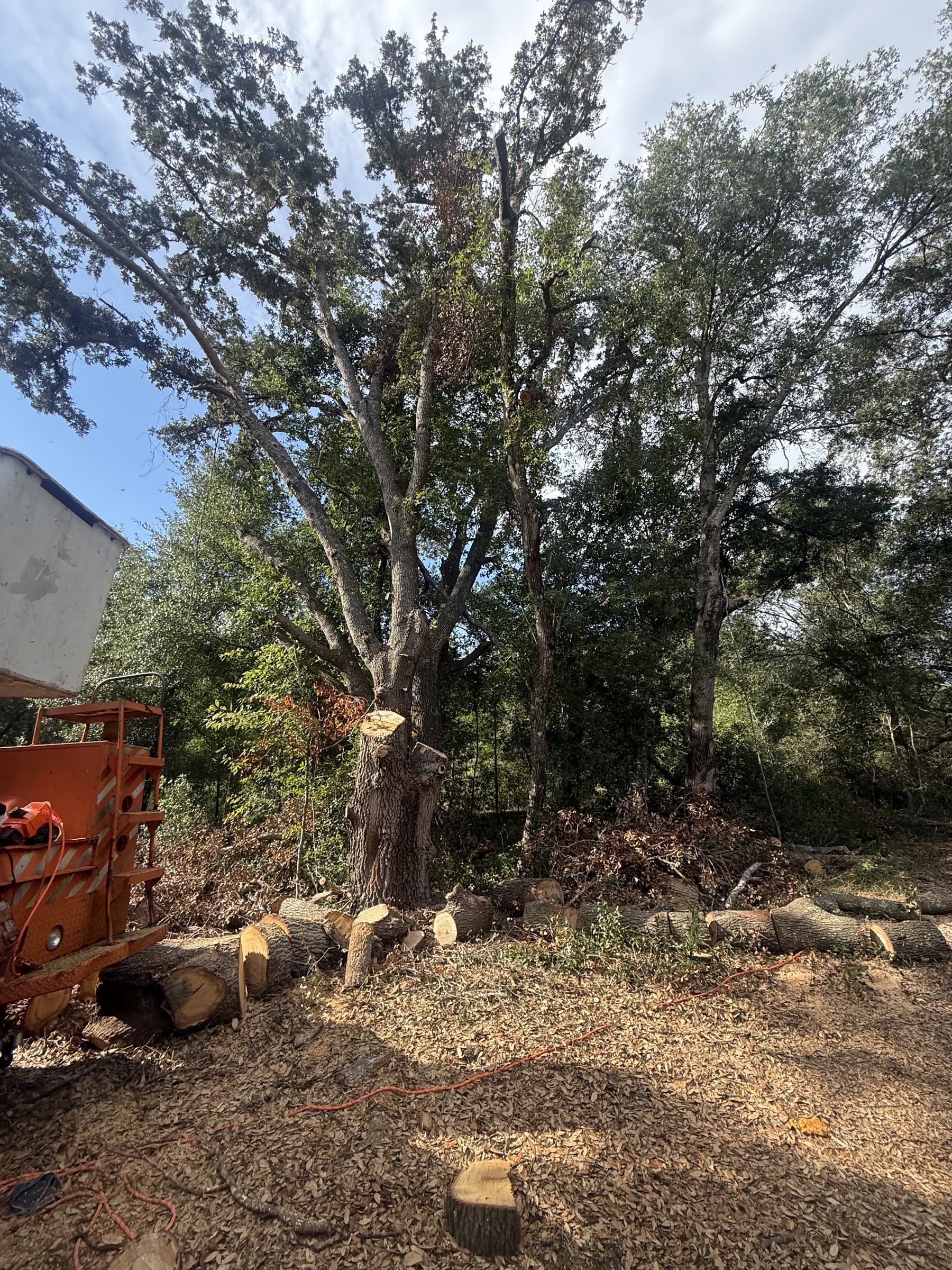Tree removal in progress with professional equipment on site